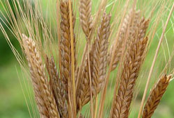 Айкорн пшеница однозернянка