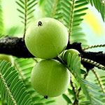 Эмблика лекарственная