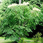 Аралия маньчжурская