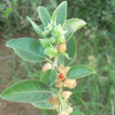 Витания снотворная