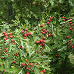 Боярышник колючий