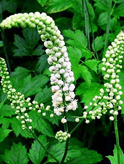 Цимицифуга кистевидная 