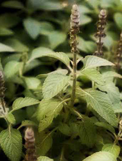 Колеус форсколии 