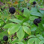 Элеутерококк колючий