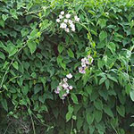 Горец многоцветковый фоти