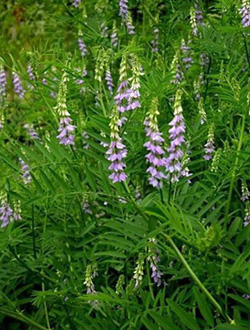 Солодка голая