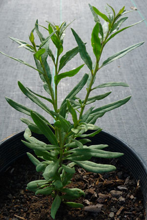 Саженец ягод годжи 