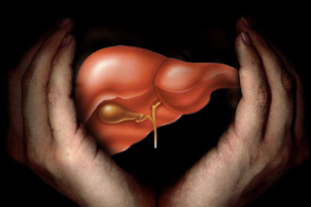 Ягоды годжи защищают печень Ягоды годжи защищают печень