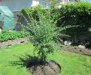 Годжи на вашем садовом участке