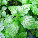 Гиностемма