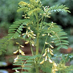 Астрагал перепончатый