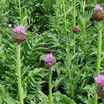 Левзея сафлоровидная