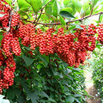 Китайский лимонник