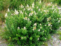 Таволга вязолистная