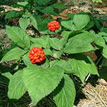 Азиатский женьшень