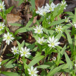 Ложнозвездчатка разнолистная 