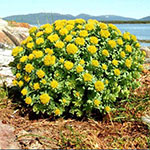 Родиола розовая 