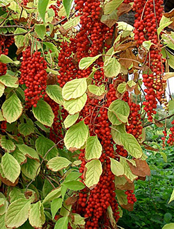 Лимонник китайский