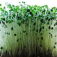 Ростки семян чиа 