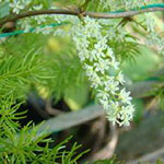 Индийская спаржа, шатавари