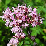 Солодка голая