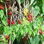 Тиноспора сердцелистная