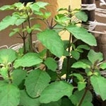 Базилик тонкоцветный