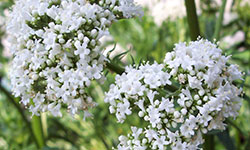 Валериана улучшает сон