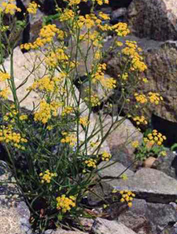 Володушка  серповидная 