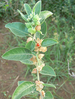 Ашвагандха