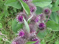 Корень лопуха улучшает функцию печени и&nbsp;ликвидацию токсинов