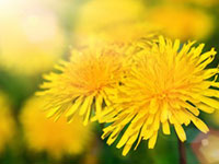 Корень одуванчика&nbsp;&mdash; это&nbsp;тоник для&nbsp;печени