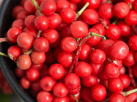 Лимонник защищает клетки печени