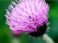 Расторопша для&nbsp;профилактики и&nbsp;лечения повреждений печени от&nbsp;токсинов