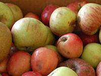Яблочная кислота способствует очистке печени