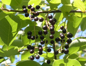 Молотая черемуха