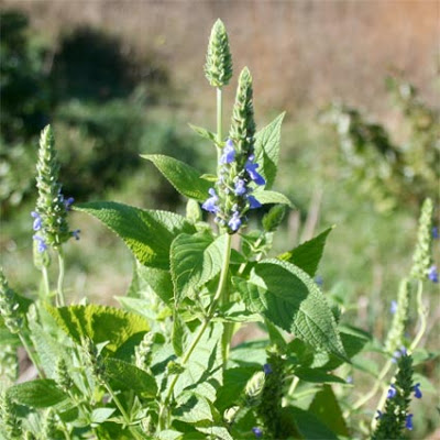 Семена чиа способ применения, полезные свойства, противопоказания