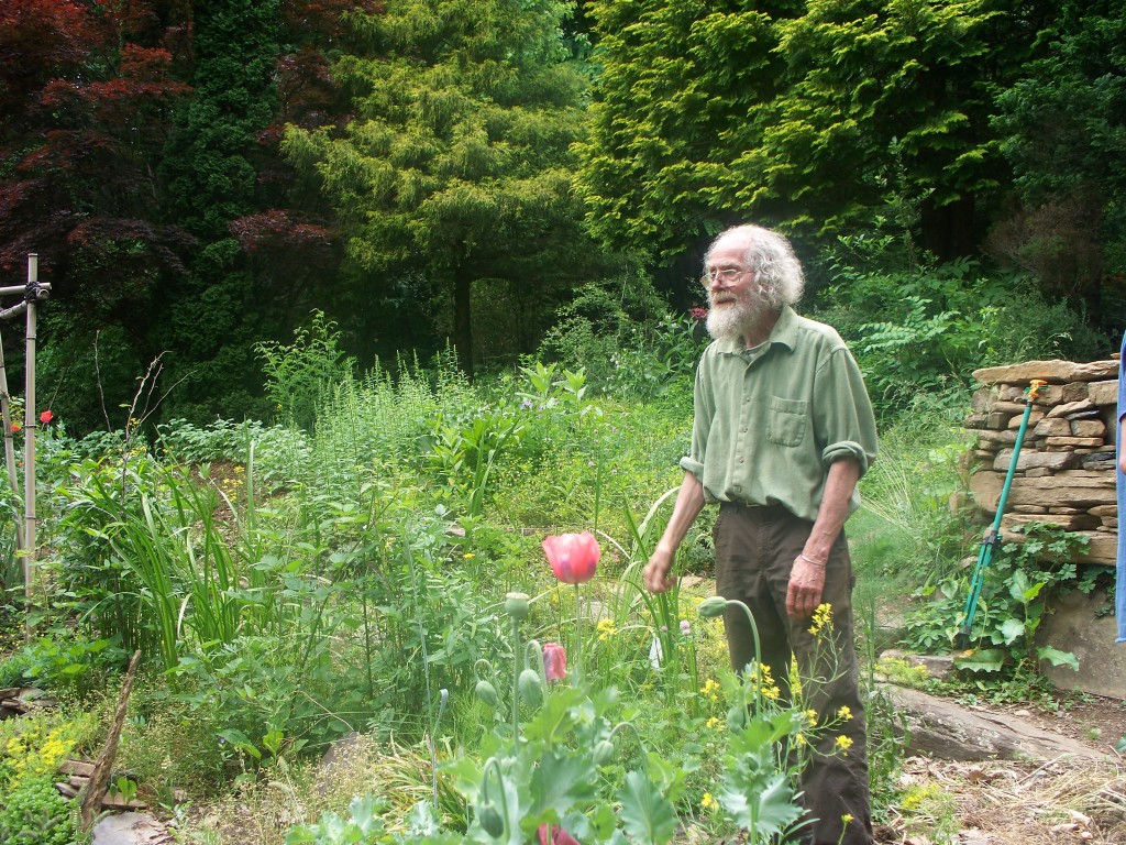 Китайские лекарственные травы в своем саду Китайские лекарственные травы в своем саду