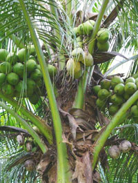 Кокосовое масло изготавливают из плодов cocos nucifera
