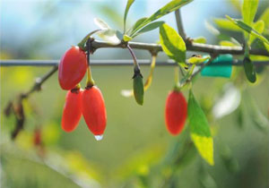 Ягоды годжи выращенные в Канаде