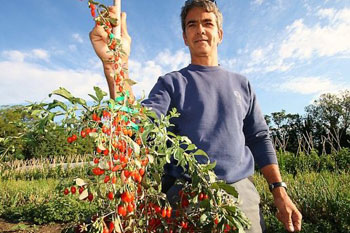 Выращивание ягод годжи во Франции