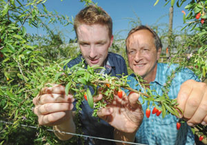 Годжи ягоды в Канаде