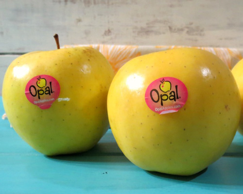 Яблоки новый сорт Golden Opal