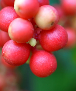 Лимонник китайский плоды