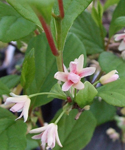 Китайский лимонник