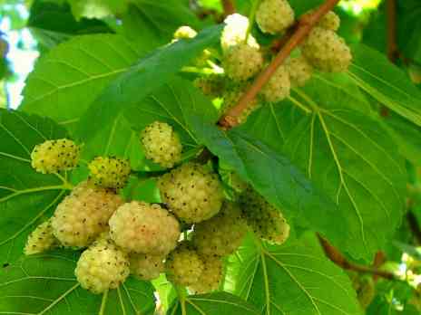 Шелковица белая 