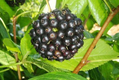 Элеутерококк адаптоген